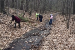 Finding invasive plants to remove